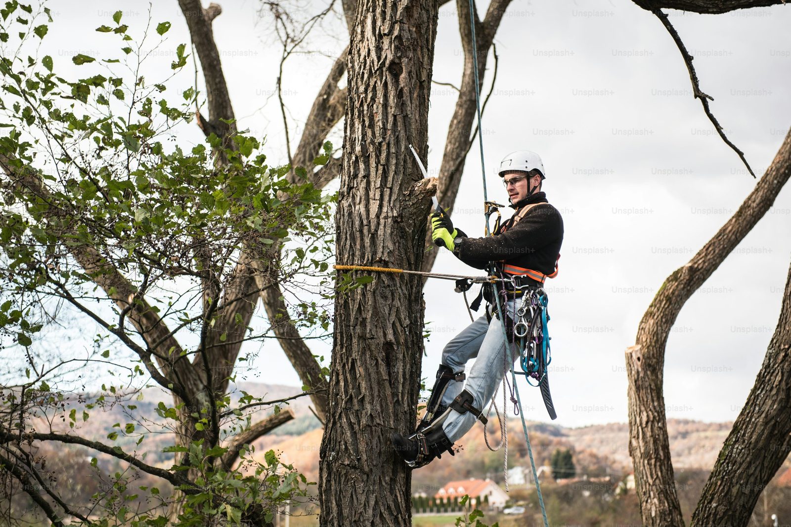 Tree Surgery service by A Cut Above
