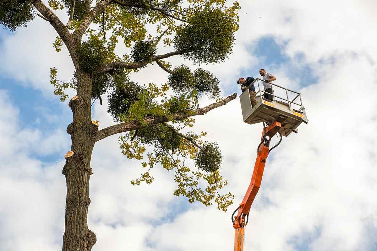 Professional tree trimming