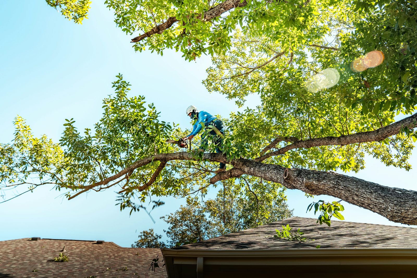 Chainsaw tree cutting by a tree surgeon